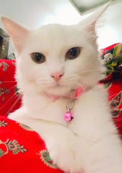 pair of Persian cats, 6 months age, white color 2