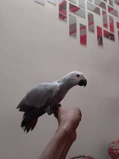 African grey parrots chicks available