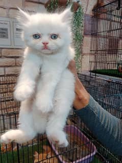 Persian cats / kittens / cat / cat baby / cat for sale