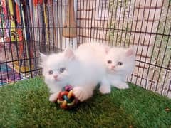 Persian cats / cute kittens /cat / cat baby / cat for sale