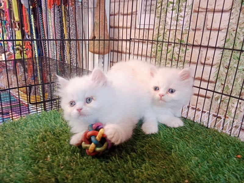 Persian kittens / cute kittens /cat / cat baby / cat for sale 10