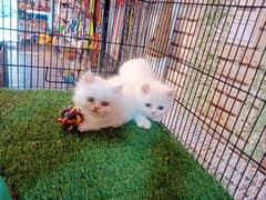 Persian kittens / cute kittens /cat / cat baby / cat for sale