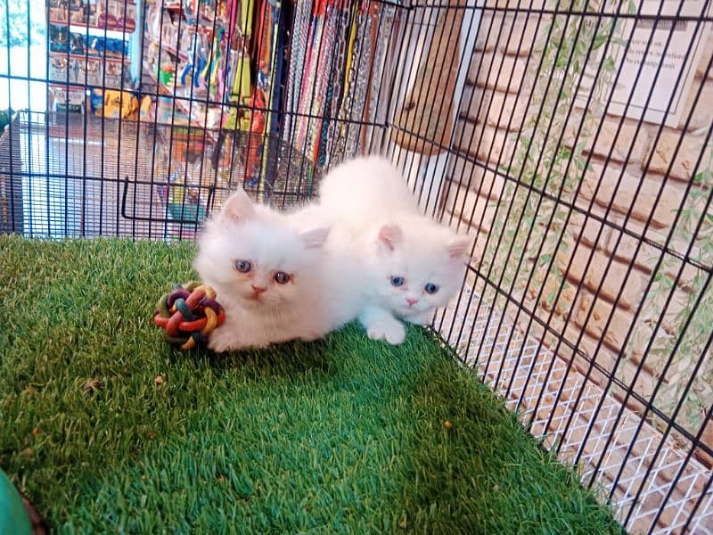 Persian kittens / cute kittens /cat / cat baby / cat for sale 11