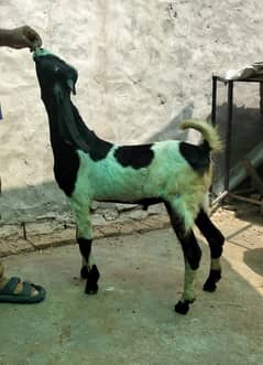 Goat / Bakri / بکری / Healthy Goats / Desi /  / Black /