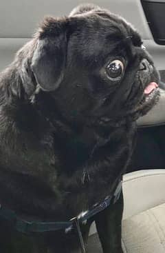 pug stud male