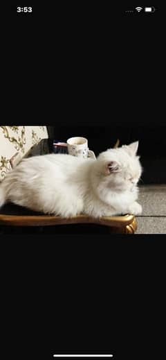 persian Cat for  sale available doll face pekifacee