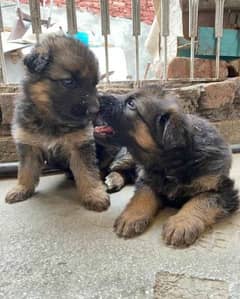 German shepherd puppy Black mask