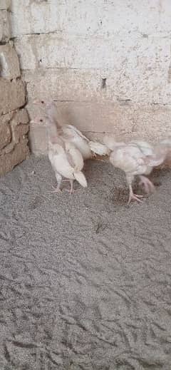 white heera chicks