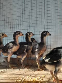 thai pakoye trad chicks