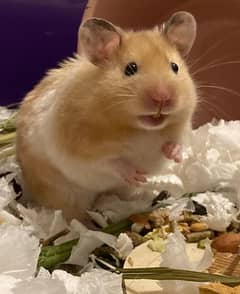 Cute Hamster