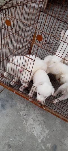 Russian puppies for sale