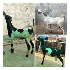 Goat / Bakri / بکری / Healthy Goats / Desi /  / Black /