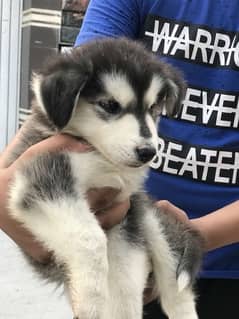 it is 2 months old ciberian husky