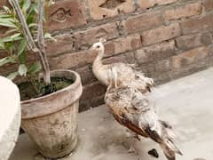 peacock chicks pairs for sale