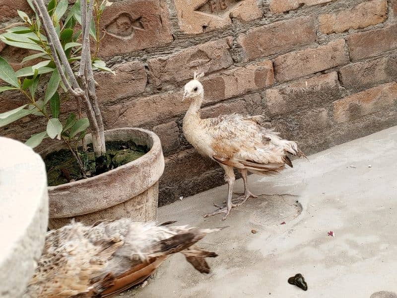 peacock chicks pairs for sale 1