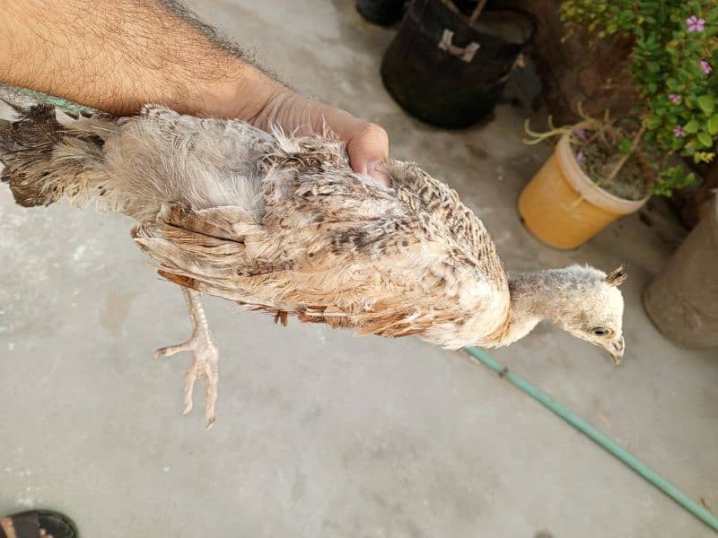 peacock chicks pairs for sale 2