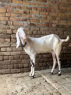 rajanpuri bakri white pure