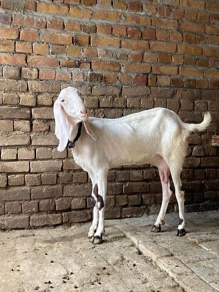 rajanpuri bakri white pure 1