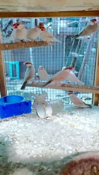 Fawn Java And Opal Java adult Ready to breed 0