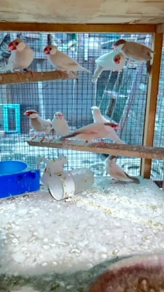 Fawn Java And Opal Java adult Ready to breed 1