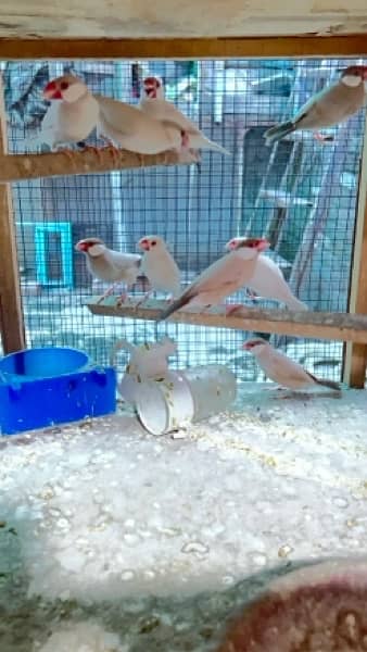 Fawn Java And Opal Java adult Ready to breed 2