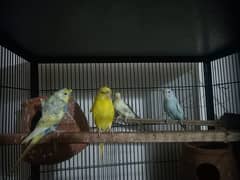 different birds available for sale