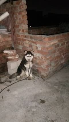 Siberian Husky for sale