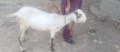 Female goat ha 4 daant or 2 month gaaban ha 0