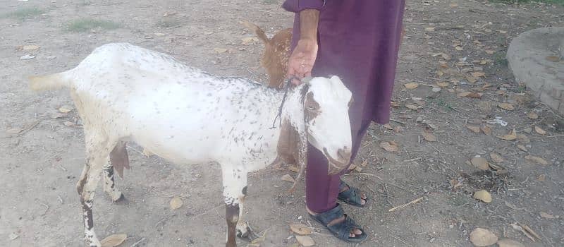 Female goat ha 4 daant or 2 month gaaban ha 1