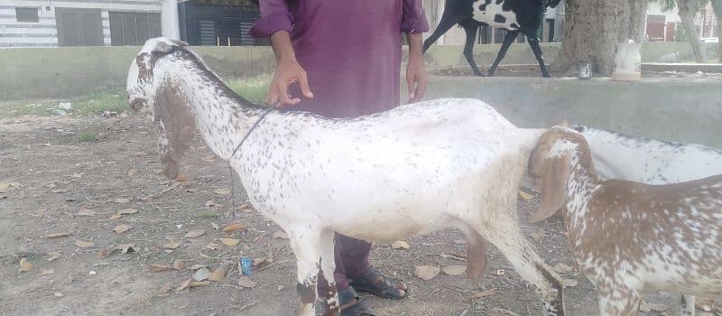 Female goat ha 4 daant or 2 month gaaban ha 3