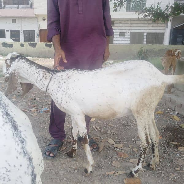 Female goat ha 4 daant or 2 month gaaban ha 4