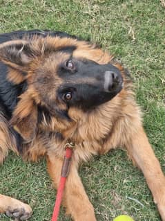 Pedigree german shepherd long hair female