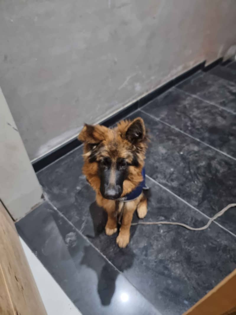 Pedigree german shepherd long hair female 3