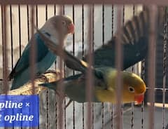 parblue split opaline × blue opaline breeder pair lovebirds