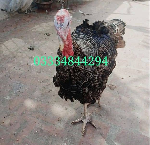 Turkey Birds for sale 0