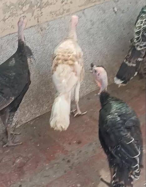 Turkey Birds for sale 2