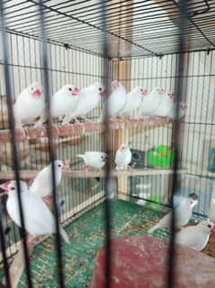 white java / birds / parrot / white / grey/silver / Fawn Jawa