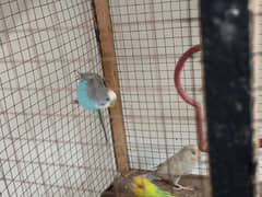 budgie parrot for sale 0