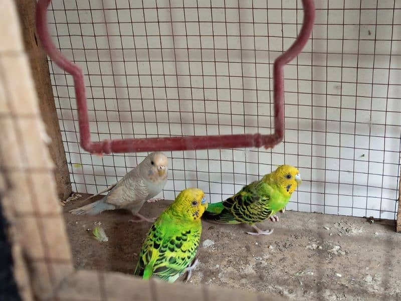 budgie parrot for sale 1