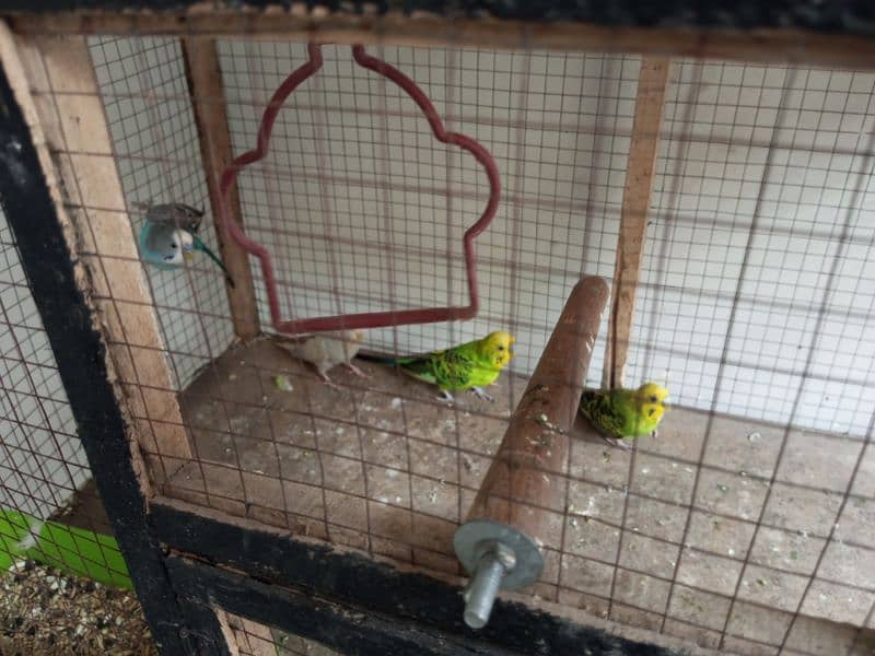 budgie parrot for sale 2