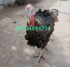 Turkey birds for sale