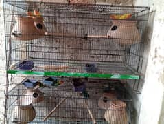 love birds lotino fisher black mask all setup for sale 0