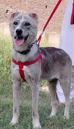 pure alabia male age 4 months full security Dog