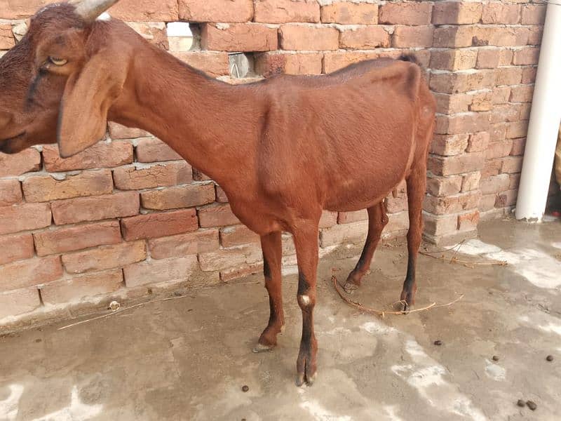 Bakri sale Faisalabad city 2