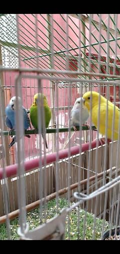 2 pair Australian Budgies