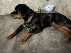 Rottweiler dog for sell