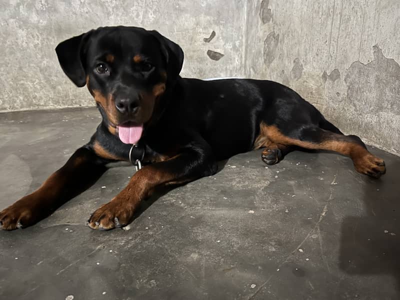 Rottweiler dog for sell 1