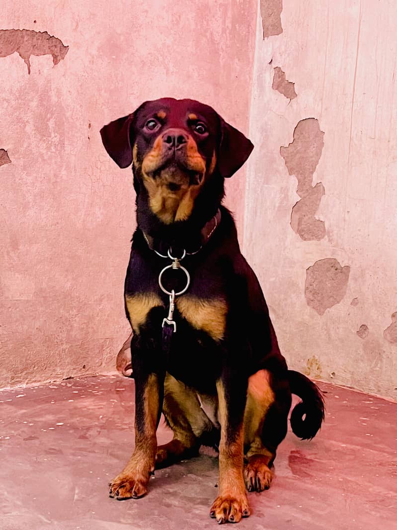 Rottweiler dog for sell 2