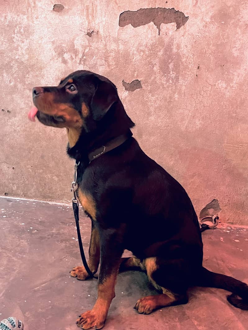 Rottweiler dog for sell 3