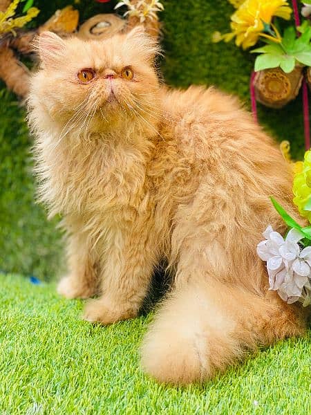 call03095561812 only Stud service piki face male cat avilable for stud 3